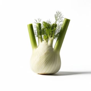 Fennel