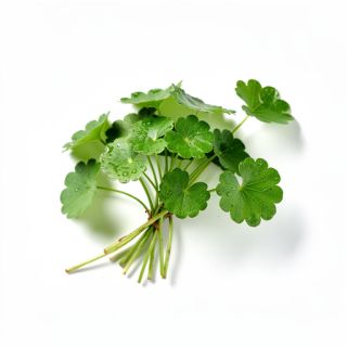 Gotu Kola