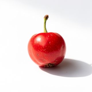 Hawthorn Berry