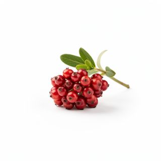 Honeysuckle