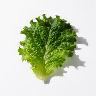 Lettuce Or Kale