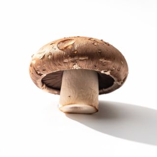 Portobello Mushroom
