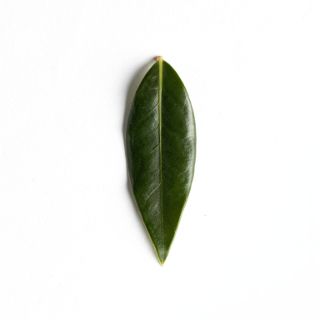 Olive Leaf