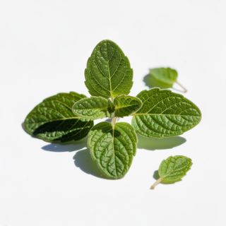 Oregano