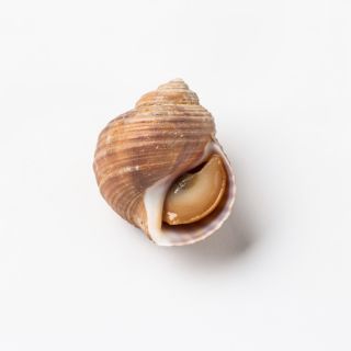 Periwinkle