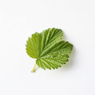 Raspberry Leaf Herb