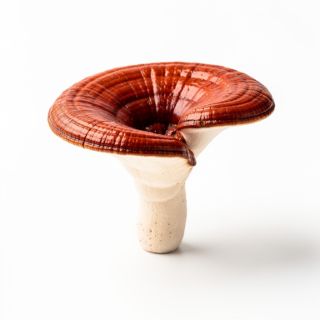 Reishi Mushroom