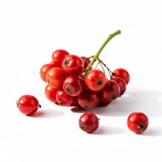 Schisandra