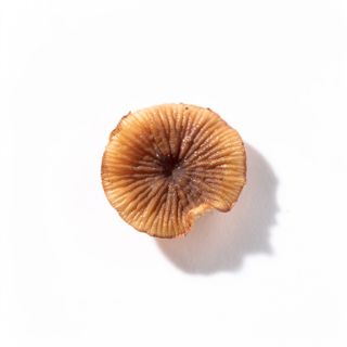 Skullcap
