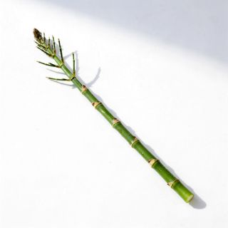 Horsetail (aka shavegrass)