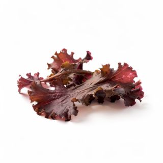 Atlantic Dulse