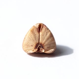 Buckwheat Groat