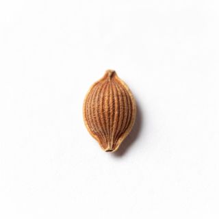 Cumin Seed