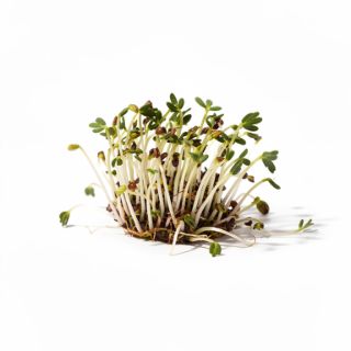 Alfalfa Sprouts