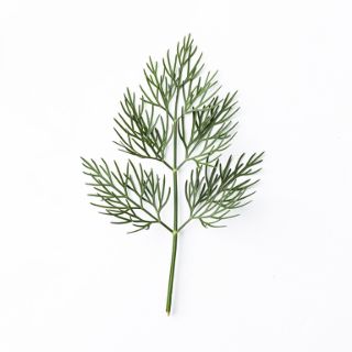 Dry Dill Or 1 Dill