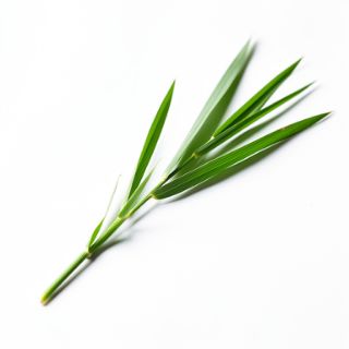 Barley Grass