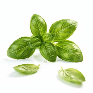 Basil