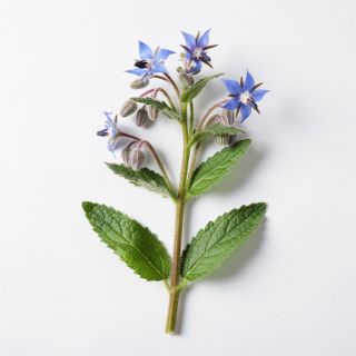 Borage
