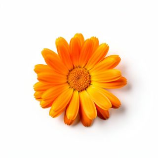 Calendula
