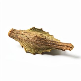 Cat’s Claw
