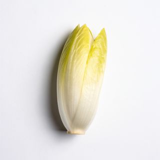 Chicory