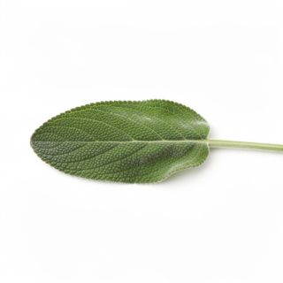 Freshly Sage Leave