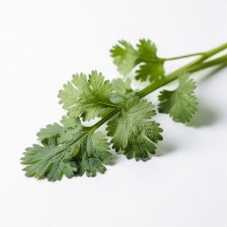 Cilantro