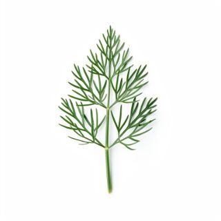 Dill