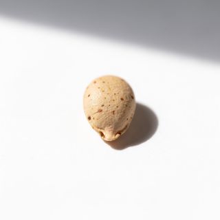Raw Unhulled Sesame Seed