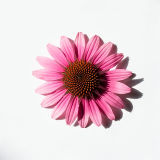 Echinacea